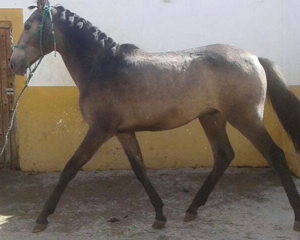 horse DUQUE (Lusitano, 2015)