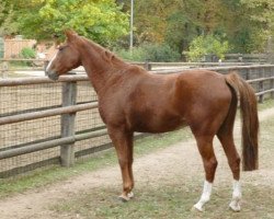 horse Ma Gazelle d'Elle (Selle Français, 2000, from Caprice d'Elle II)