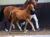 dressage horse Daccordo (Oldenburg, 2015, from Danone 4)