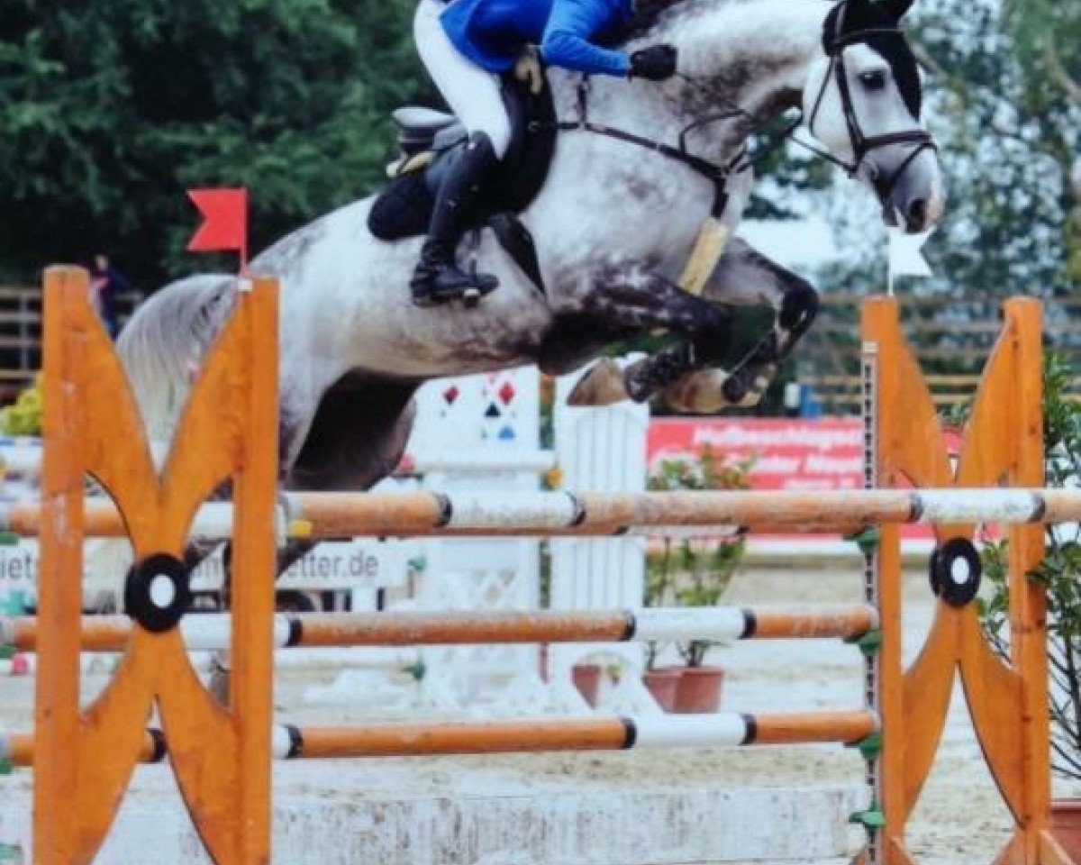Springpferd Coco Loco R (Holsteiner, 2009, von Carentan)