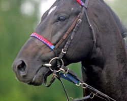 stallion Contat xx (Thoroughbred, 2003, from Diktat xx)