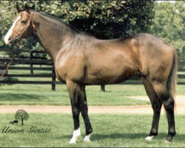 stallion Alwuhush xx (Thoroughbred, 1985, from Nureyev xx)