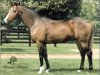 stallion Alwuhush xx (Thoroughbred, 1985, from Nureyev xx)