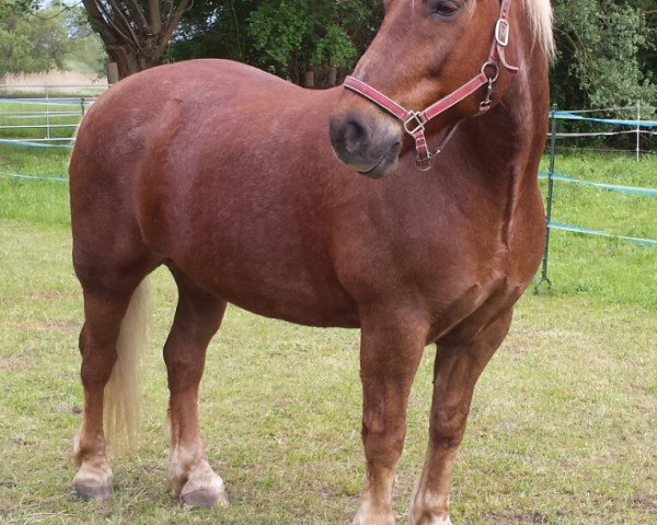 Pferd Flawio (Schwarzwälder Fuchs, 2004, von Donnergroll)