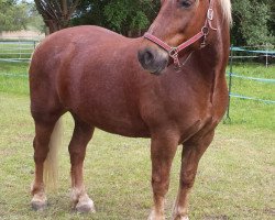 Pferd Flawio (Schwarzwälder Fuchs, 2004, von Donnergroll)