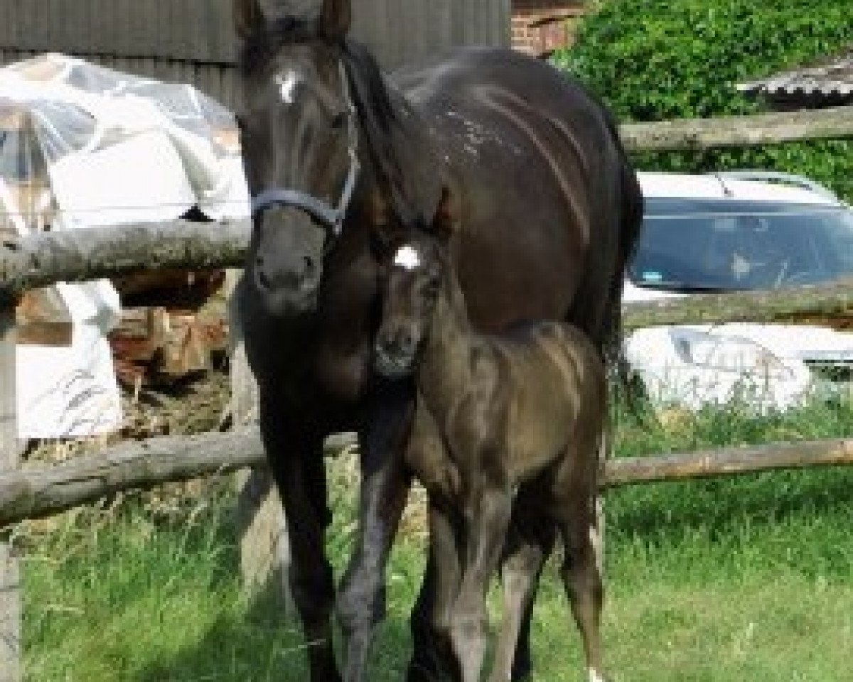 broodmare Nora (Hanoverian, 1997, from Natiello xx)