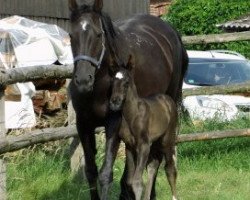 broodmare Nora (Hanoverian, 1997, from Natiello xx)