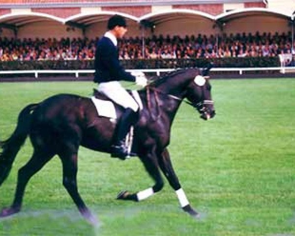 Pferd Natiello xx (Englisches Vollblut, 1989, von Sicyos xx)