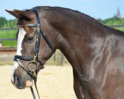 broodmare Virginia (German Riding Pony, 1996, from Valido)