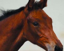 jumper Rock Diamante (Irish Sport Horse, 2016, from Diamant de Semilly)