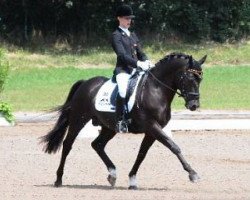 dressage horse Pan Tau (Rhinelander, 1995, from Power Star B)