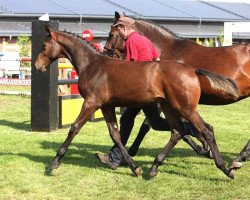 horse Coolio (German Sport Horse,  , from Colman)