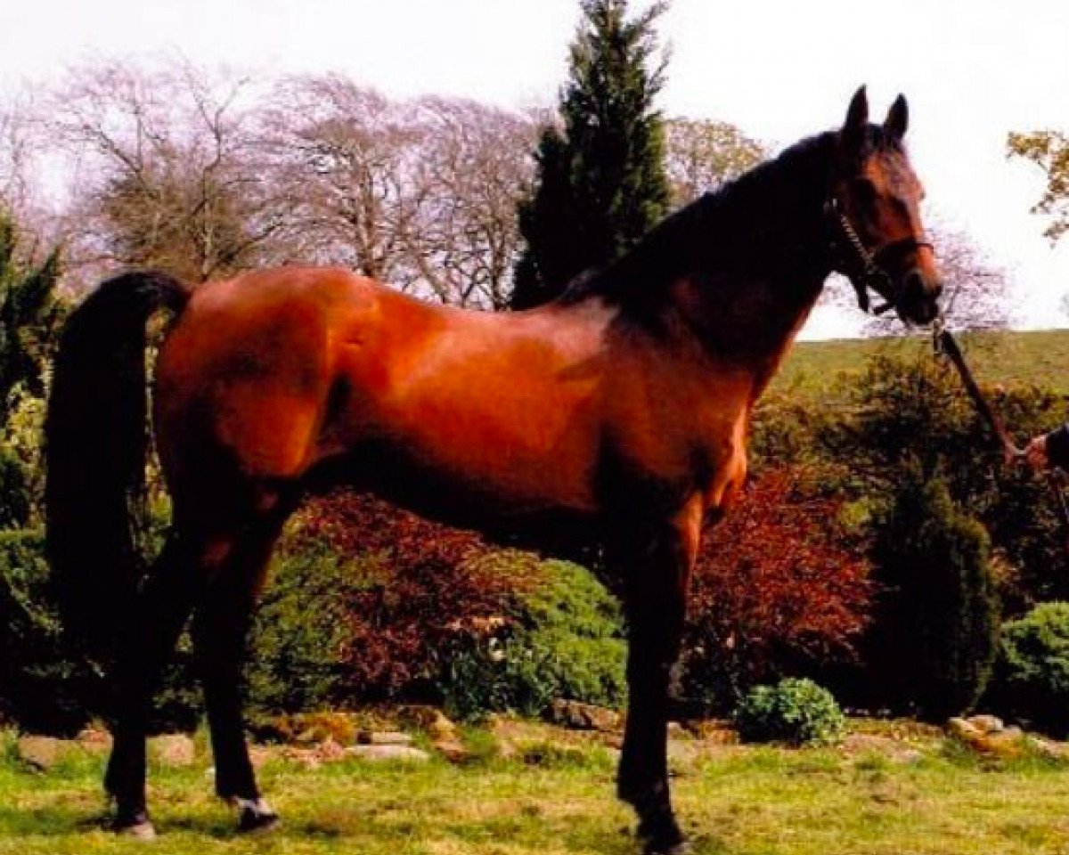stallion Clover Echo (Irish Sport Horse, 1989, from Clover Hill RID 665)