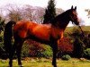 stallion Clover Echo (Irish Sport Horse, 1989, from Clover Hill)