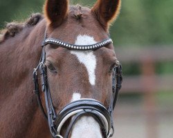 broodmare Melli's Japril (German Riding Pony, 1996, from Aratoss)