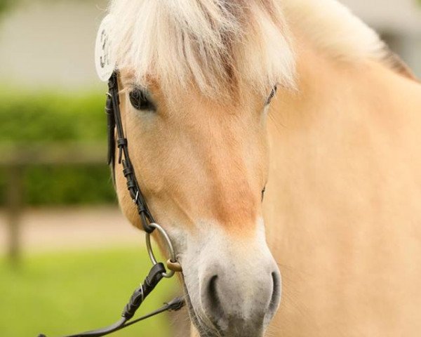 broodmare Merle (Fjord Horse, 2011, from Irino)