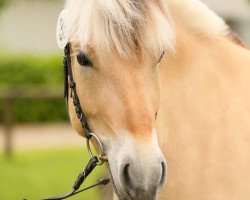 broodmare Merle (Fjord Horse, 2011, from Irino)