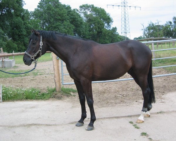Pferd Black-Dancer (Westfale, 1996, von Bormio xx)