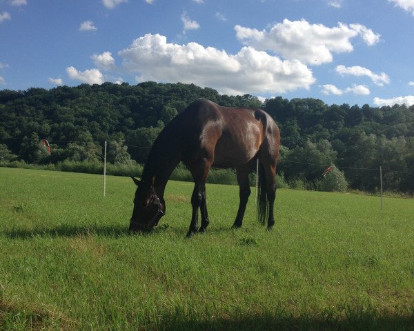 dressage horse Fantastico 55 (Rhinelander, 2008, from Farewell III)