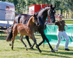 dressage horse Fahr-Well (Bavarian, 2015, from Tannenhof's Fahrenheit)