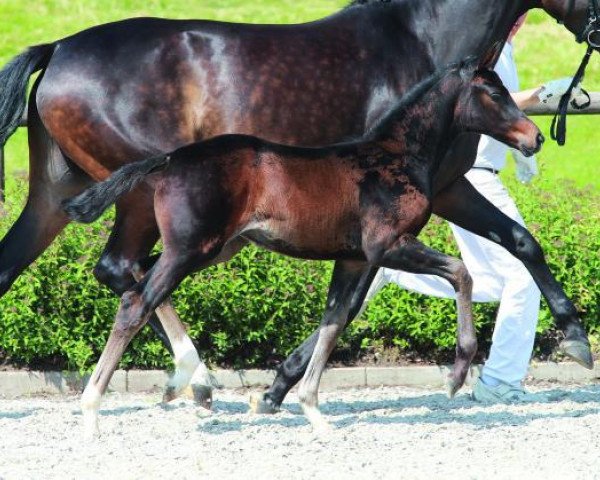 dressage horse Fürstin Rubina (Bavarian, 2014, from Tannenhof's Fahrenheit)