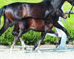 dressage horse Fürstin Rubina (Bavarian, 2014, from Tannenhof's Fahrenheit)