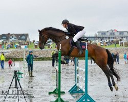 jumper Calinka's Chelsea (German Warmblood, 2008, from Corde Lamour)