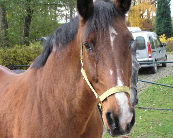 Zuchtstute Mia's Best (Hessisches Warmblut, 1985, von Mariner)