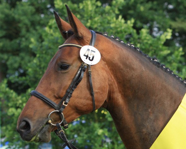dressage horse Lucky One 13 (Hanoverian, 2008, from Londontime)