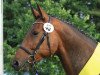 dressage horse Lucky One 13 (Hanoverian, 2008, from Londontime)