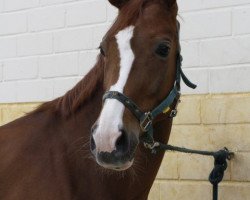 dressage horse La Couleur 2 (Hanoverian, 2002, from Le Primeur)