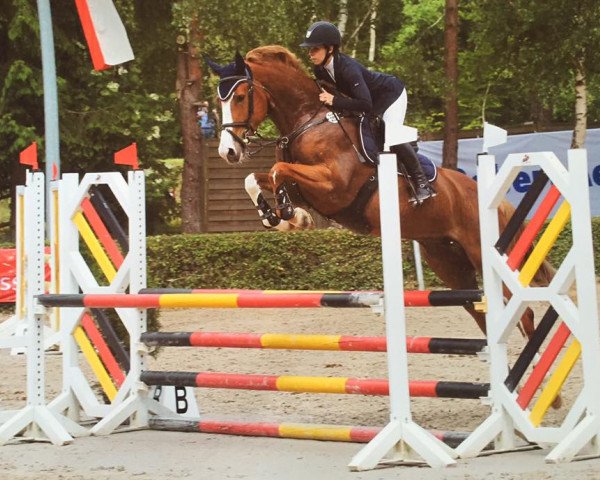 jumper Honey Bee 8 (KWPN (Royal Dutch Sporthorse), 2012, from Zirocco Blue)