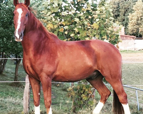 horse Goldiger Gustav (Hanoverian, 2003, from Golden Deister)