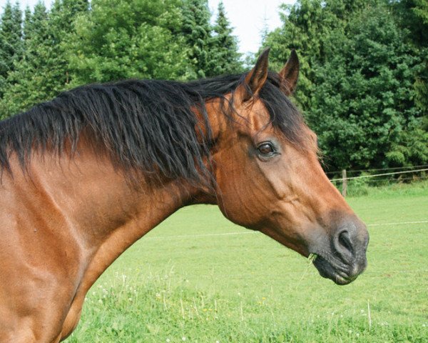 broodmare Lanciana (Rhinelander, 1996, from Lanciano)