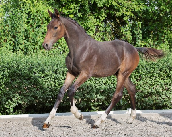 Dressurpferd Dark Diamand W (Deutsches Reitpferd, 2015, von Tannenhof's Download)