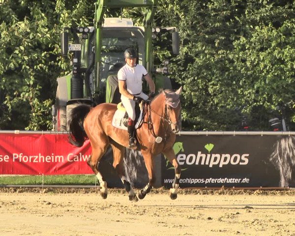 Reitturnier Oberderdingen 2019