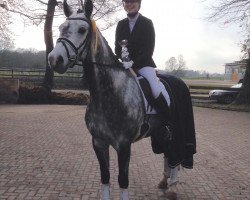 dressage horse Royalty Silver (Hanoverian, 2010, from Royal Classic I)