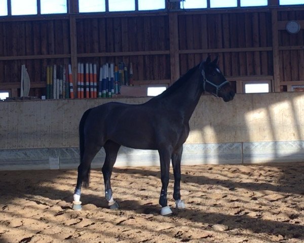 dressage horse Dieu d'Argent (Bavarian, 2007, from Daddy Cool)