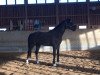 dressage horse Dieu d'Argent (Bavarian, 2007, from Daddy Cool)