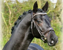 dressage horse Paolo Negro (Oldenburger, 2006, from Painted Black)