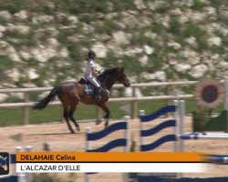 horse L'Alcazar d'Elle (Selle Français, 1999, from Bayard d'Elle)