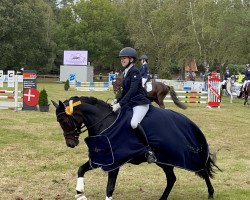 dressage horse Esprit 405 (German Riding Pony, 2012, from Vigo LM)