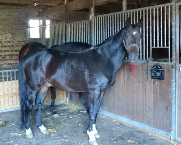 dressage horse Maverick 34 (Westphalian, 1992, from Mon Chèri)