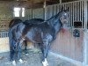 dressage horse Maverick 34 (Westphalian, 1992, from Mon Chèri)