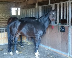 dressage horse Maverick 34 (Westphalian, 1992, from Mon Chèri)