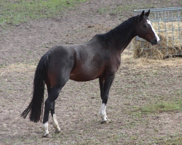 broodmare Delina H (Württemberger, 2003, from De Niro)