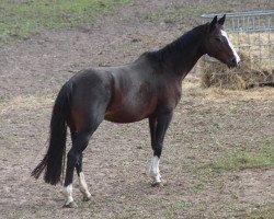 broodmare Delina H (Württemberger, 2003, from De Niro)