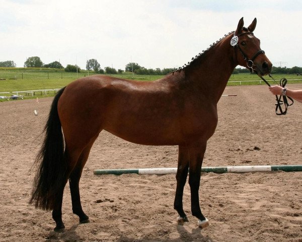 Springpferd Abby-Lady (Trakehner, 2013, von Cadeau)