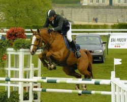 stallion Hortensia D’elle (Selle Français, 1995, from Bayard d'Elle)