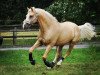 Dressurpferd Cracker Gold D (Deutsches Reitpony, 2012, von FS Cracker Jack)